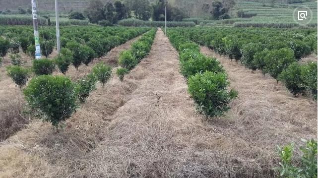 革命性灭生除草剂，百农信乙羧·草铵膦重磅来袭，现免费试用啦