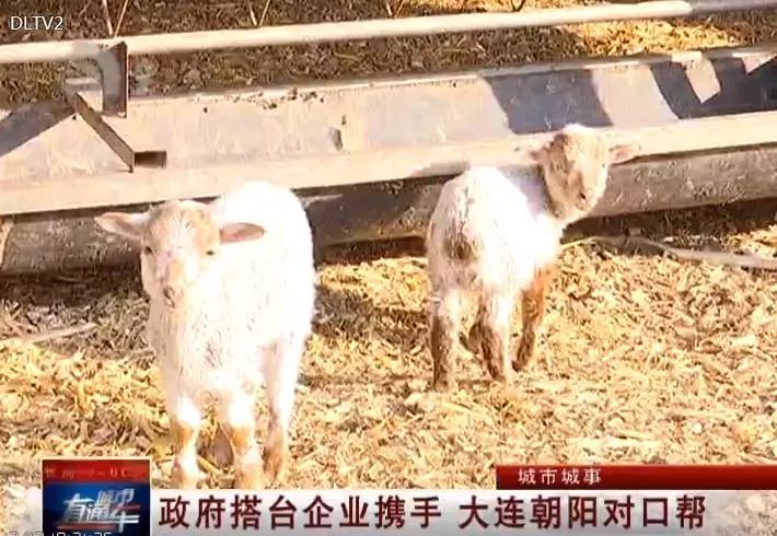 澶ц繛瀵瑰彛甯壎鏈濋槼,澶ц繛2022瀵瑰彛甯壎鍩庡競