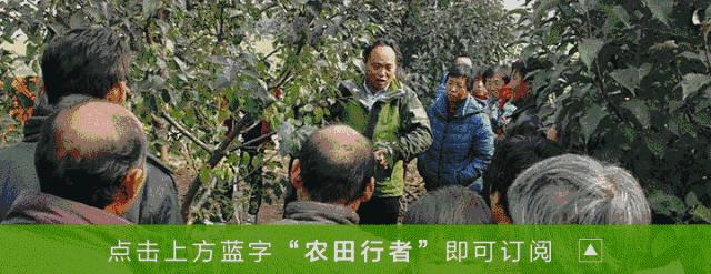 沙糖桔树卷叶的原因,砂糖橘叶片干枯是何原因