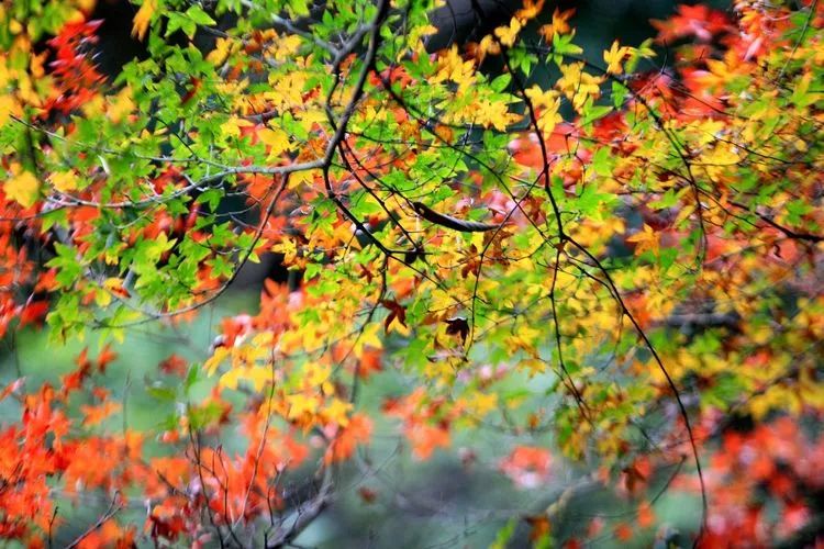 厦门云雾缭绕人间仙境山顶美景,厦门最美山上风景