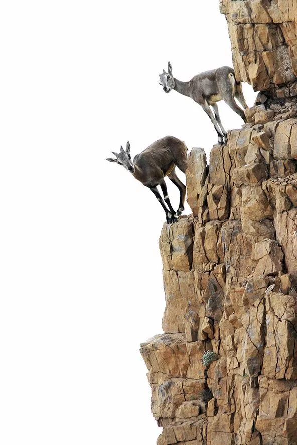 作为内蒙人，山羊这么牛的生物，竟然不了解？