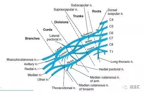神经康复的治疗,神经松动术治疗什么