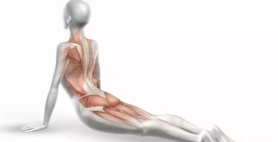 「康复技术」康复师必备掌握的筋膜手法松解康复术