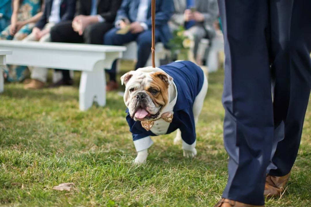 为什么新婚不能带狗,结婚要带狗吗