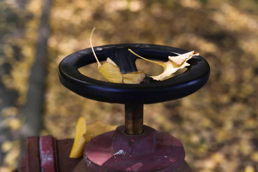 “妈，我在华师看了一场金黄色的雪！”