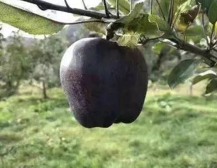 这种黑苹果68元一个，种植效益怎么样？