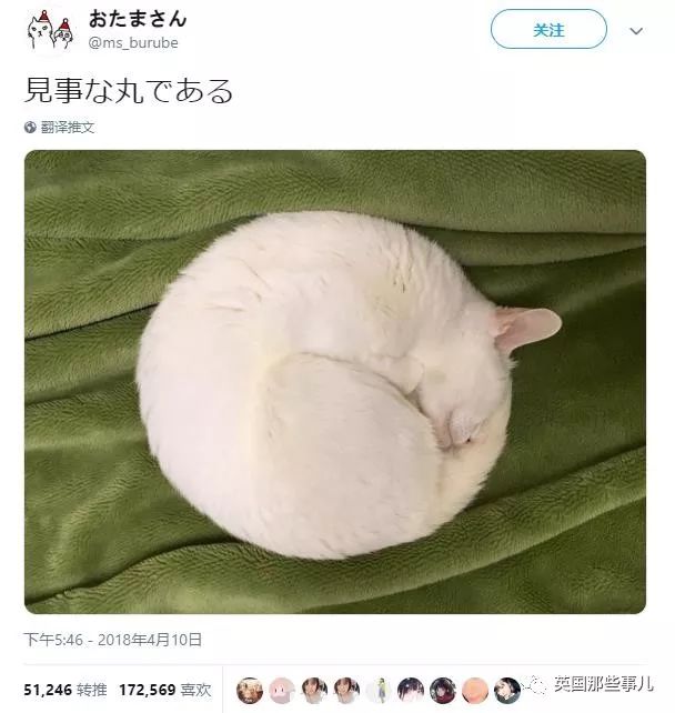 2018年在日推上“青史留名”的喵星人，引起舒适！