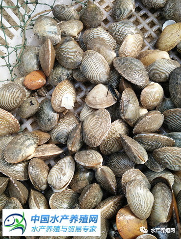 2021年水产养殖受灾面积,盘锦养殖海参受灾视频