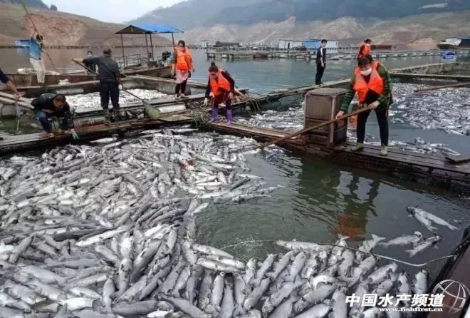 网箱鱼接连死亡,网箱鱼死亡人数