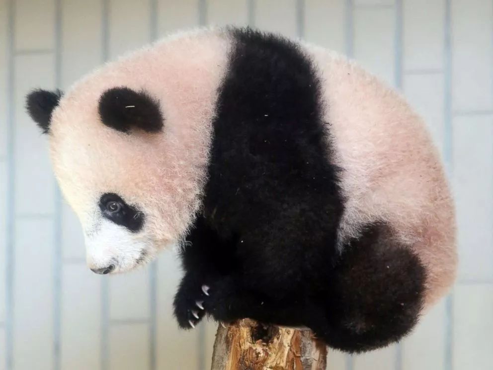 老外多爱猫咪,老外多爱中国