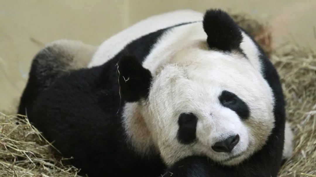 老外到底多喜欢熊猫,老外看中国大熊猫