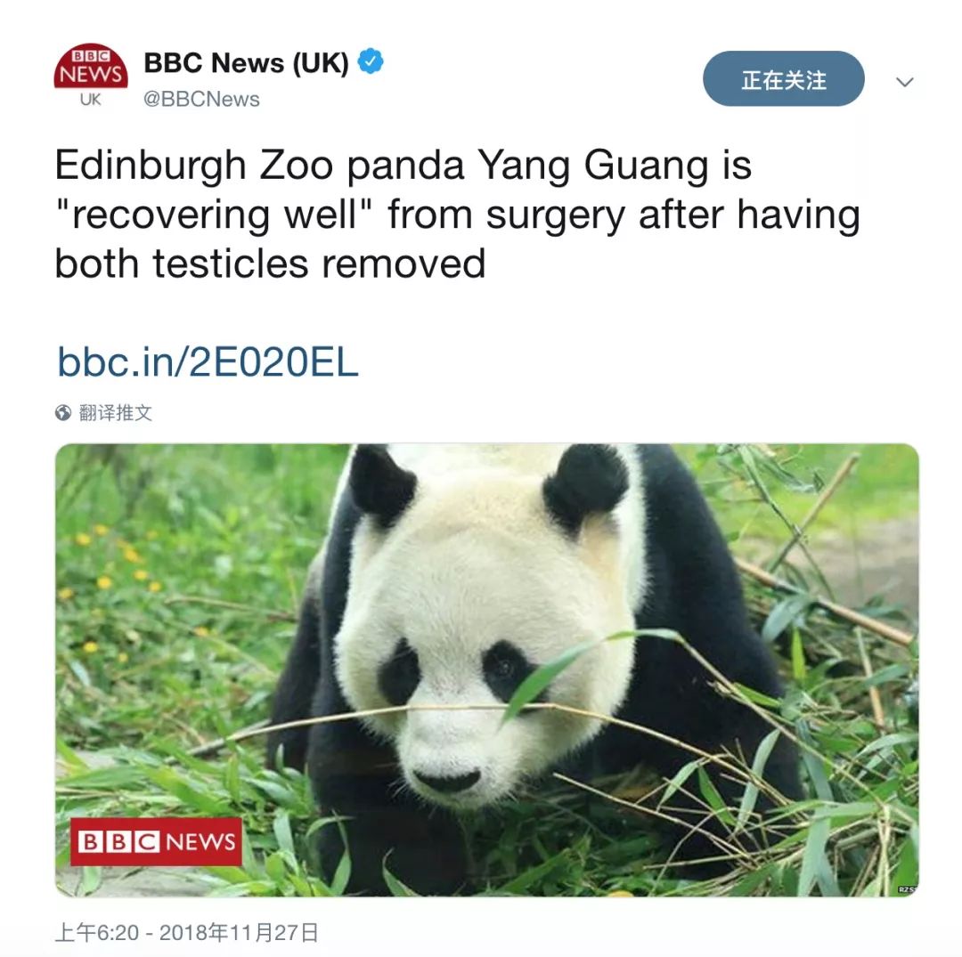 老外多爱猫咪,老外多爱中国