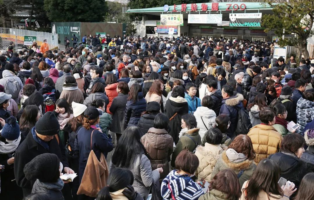 老外多爱猫咪,老外多爱中国