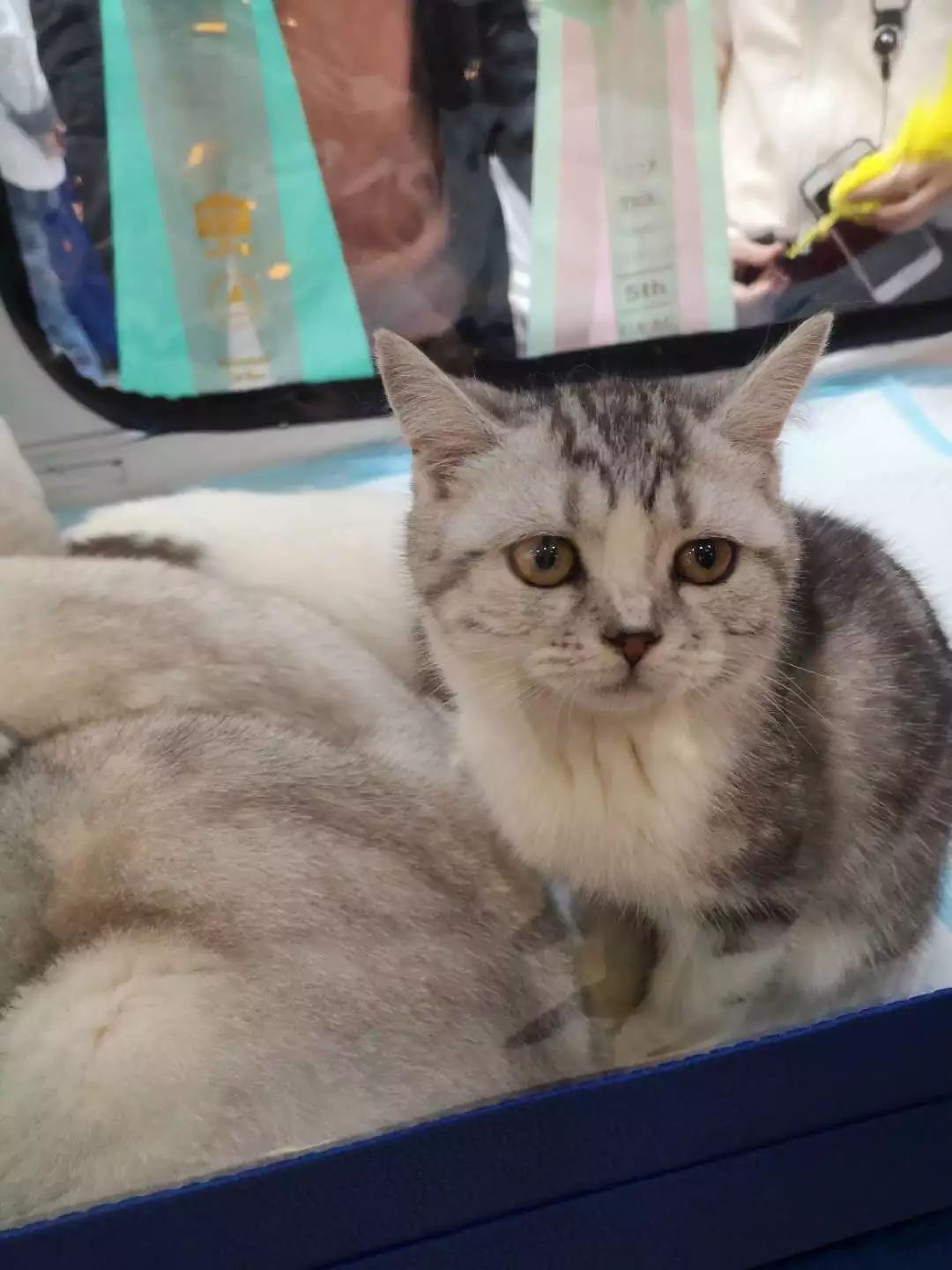 新闻综合广播｜「宠爱有家」之喵星驾到