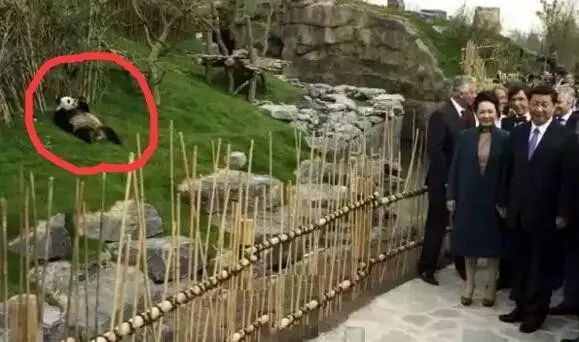 老外多爱猫咪,老外多爱中国