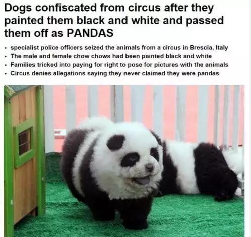 老外到底多喜欢熊猫,老外看中国大熊猫