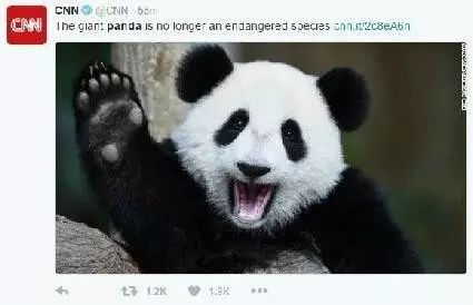 老外多爱猫咪,老外多爱中国