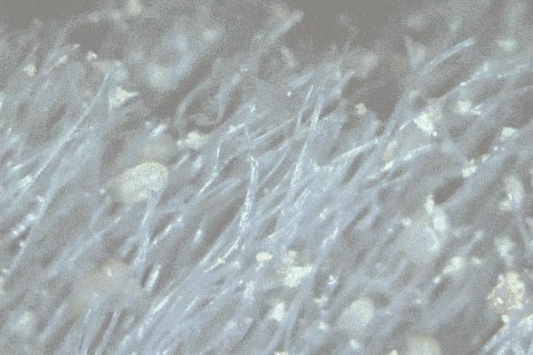 内衣专用洗液除菌抑菌99旗舰店,内衣洗护团购