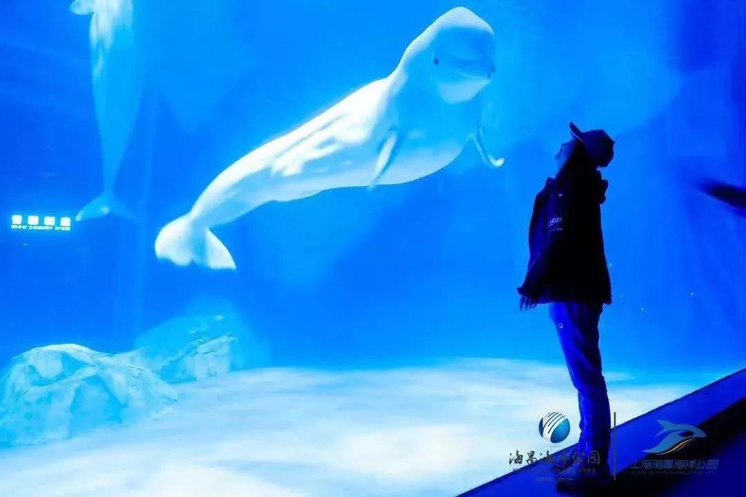 上海旅游景点年卡延期,上海旅游年卡景点一览表