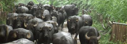 北奶南调运费高,水牛改行去产奶!