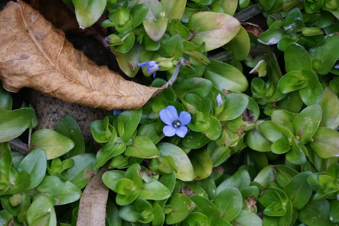 华南植物园吉祥花图片,华南植物园禾雀花观赏时间