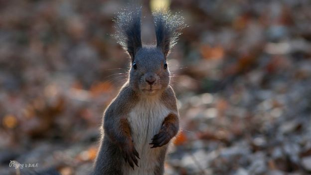 身边没有野生动物？也许是你不够慢