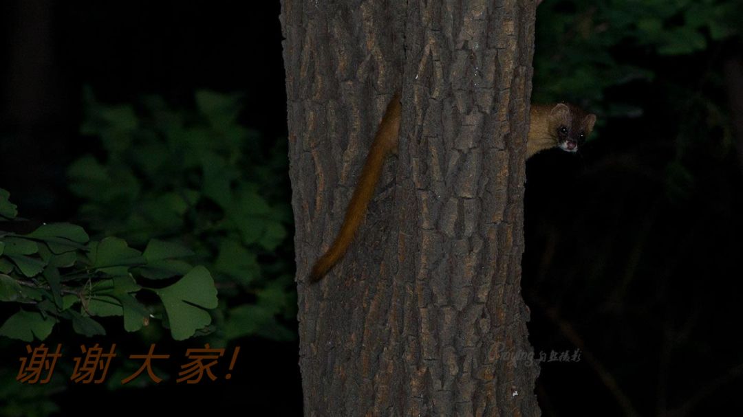 身边没有野生动物？也许是你不够慢