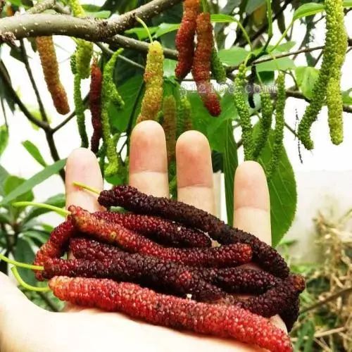 最长的桑葚有多长,最长的桑葚