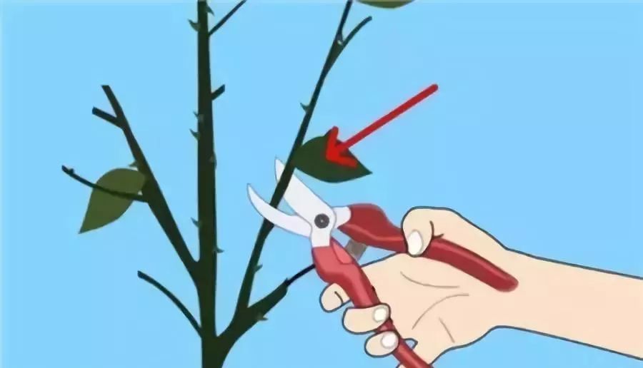 木槿花苗木移栽修剪,苗木修剪什么季节好