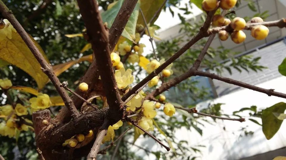 腊梅花的香味沁人心脾,腊梅花开香味扑鼻