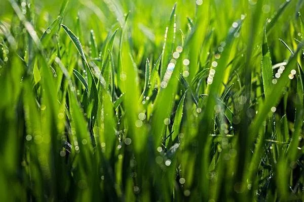 小麦变身“宠物饲草”,一亩地能多卖2000元