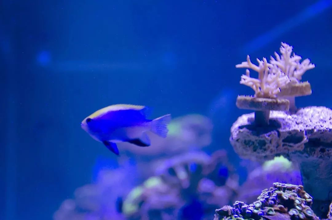 厦门翔安海洋馆门票价格,翔安澳头海洋馆