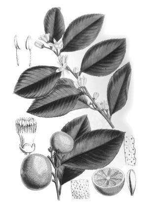 赶花会｜佛手不过是人的意志作用于植物的结果