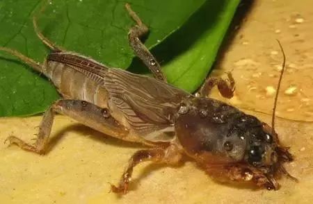 不可思议的新疆手工艺品,农村不可思议的东西