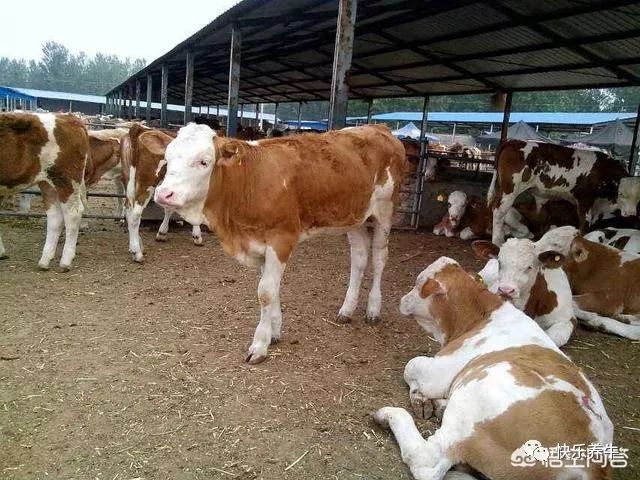 牛产后站不起来几天可以恢复,牛四只脚无力站不起来是怎么回事