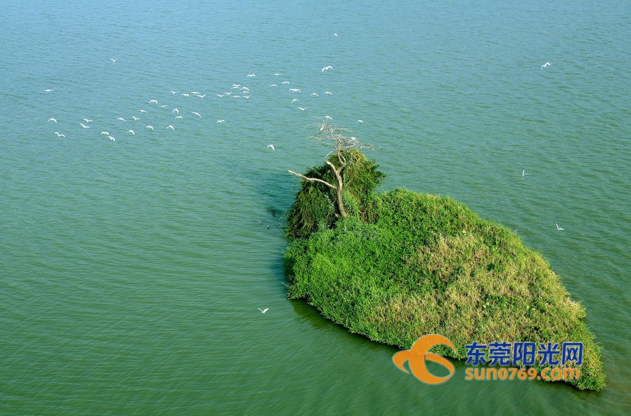 东莞2024年十件民生实事,东莞民生实事办理