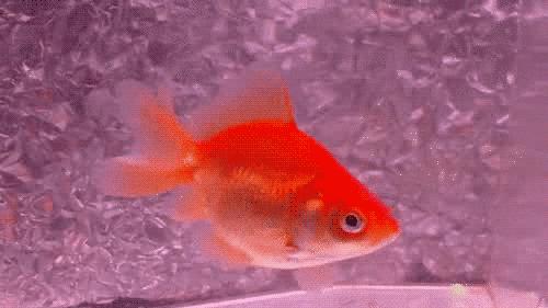 四川人为什么在骂人时都要卖萌？｜小南都知道