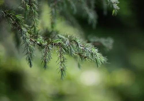 祖玛珑香水和圣罗兰哪个好,祖玛珑和圣罗兰香水哪个好点