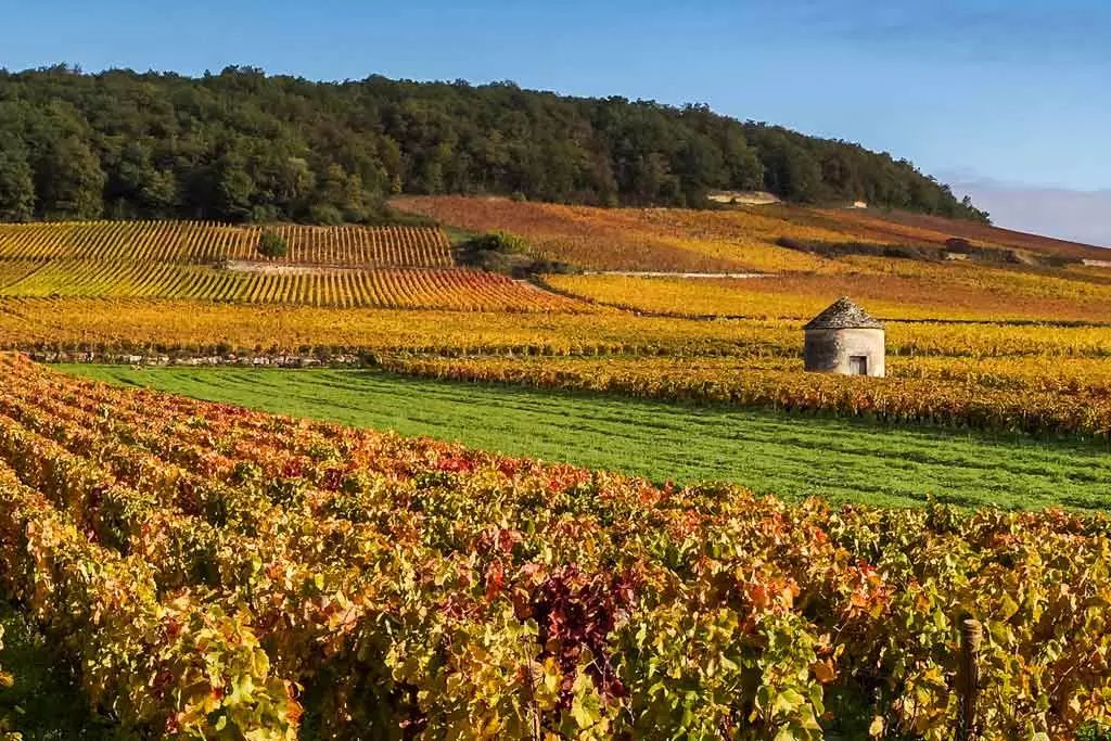 低价值得收藏的葡萄酒,法国葡萄酒199元6瓶