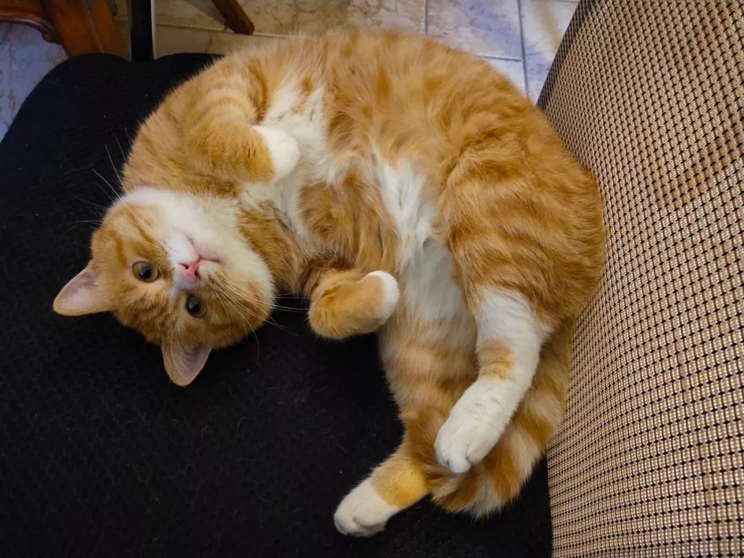 猫狗弓形虫是怎么传染给人的,弓形虫会通过猫传染给狗吗