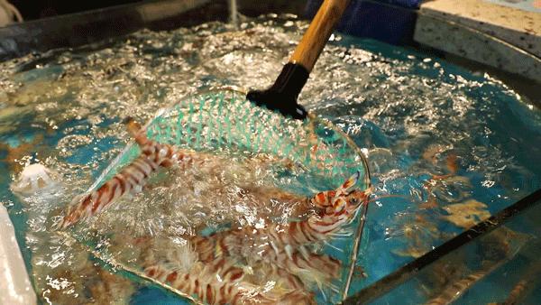 香港海鲜花胶鸡,香港花胶鸡推荐