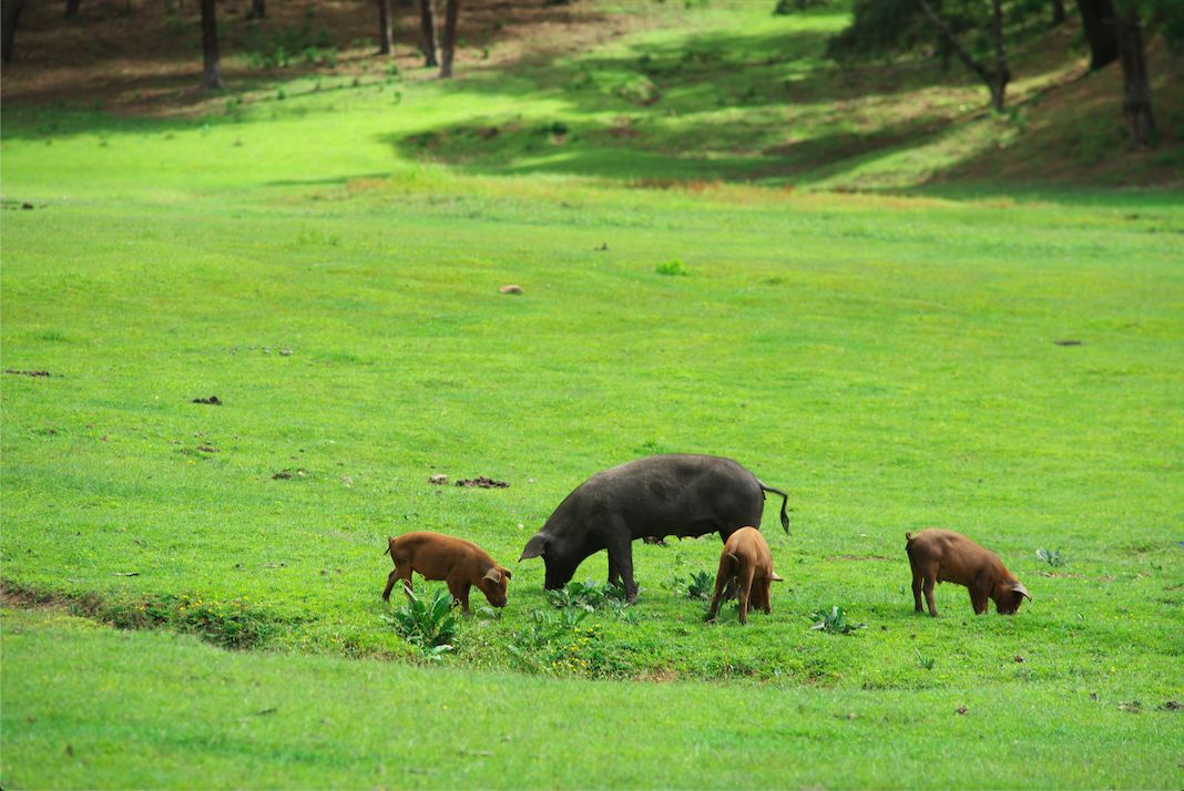 云南火腿分布图,云南火腿室内图片