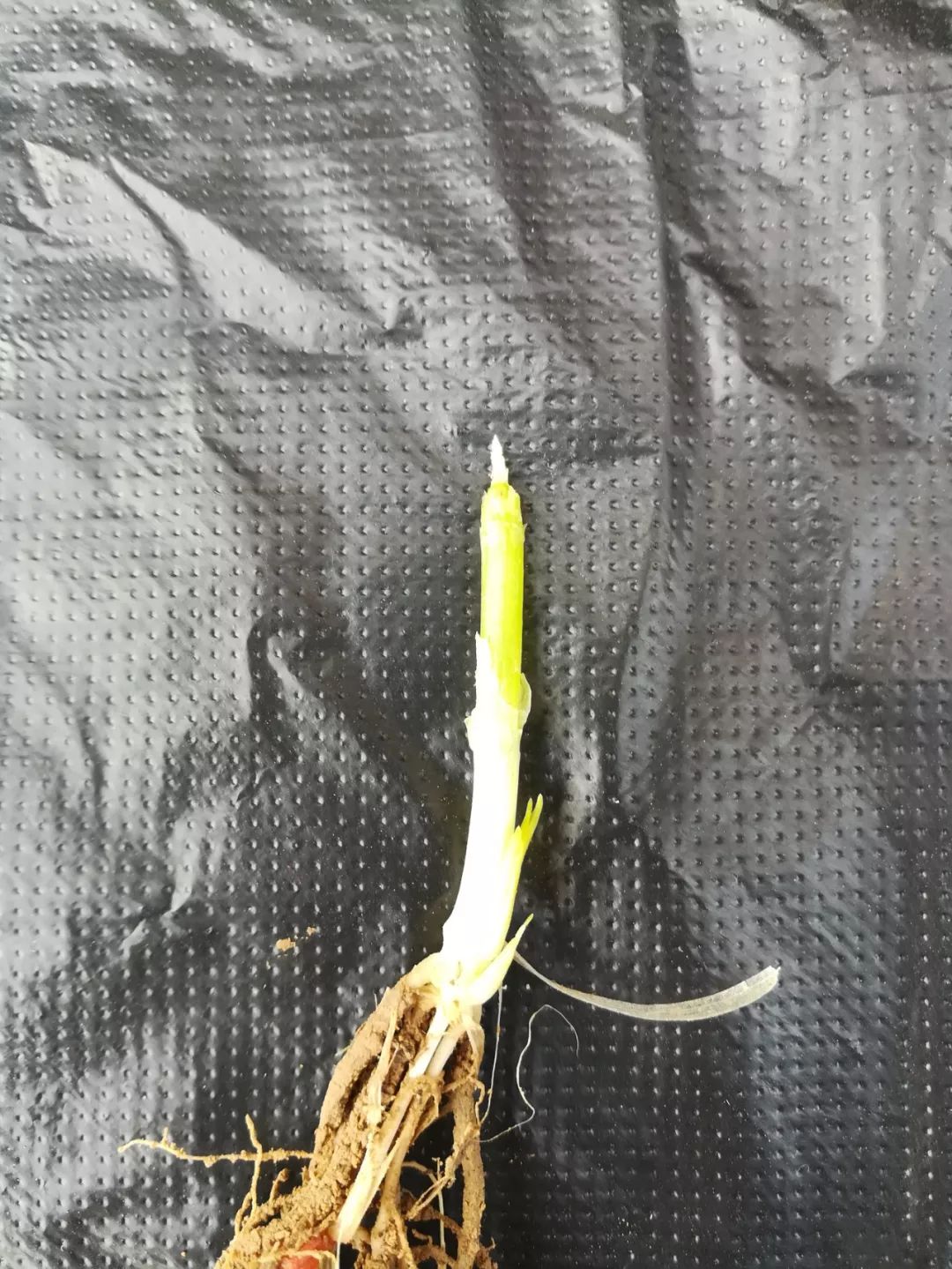 小麦最近发黄是什么原因造成,多地小麦出现发黄枯死现象