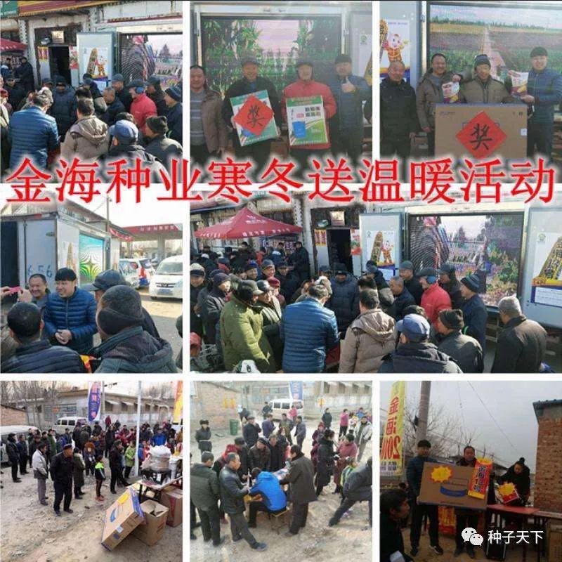 山东金海种业玉米种,全国十大玉米种业公司主打品种