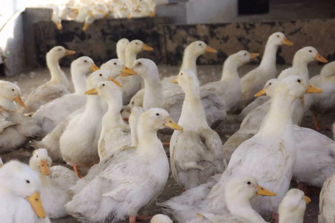 稳定发展产业链有什么,稳定发展之势