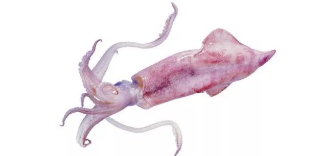 水产饲料成分说明,海水饲料