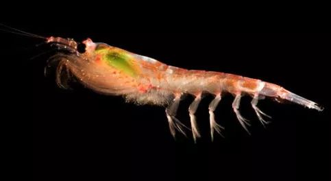 水产饲料成分说明,海水饲料