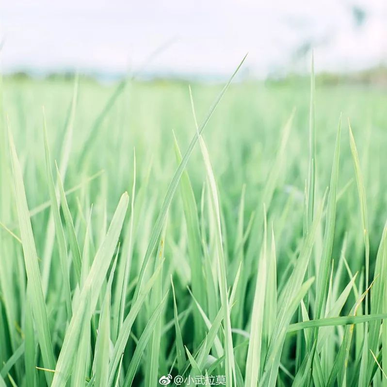 日系清新拍照参考,拍小清新日系照