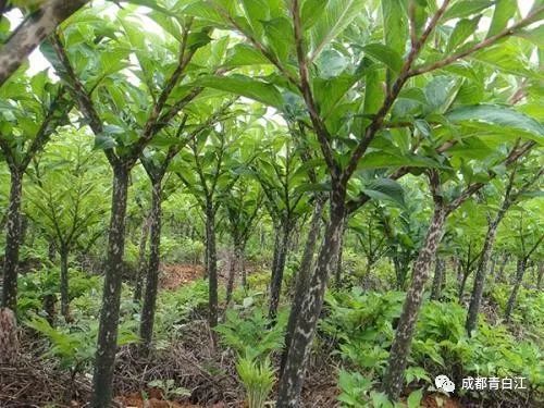 青白江的小伙伴们看过来！携手甘孜九龙，乐购别样年货！