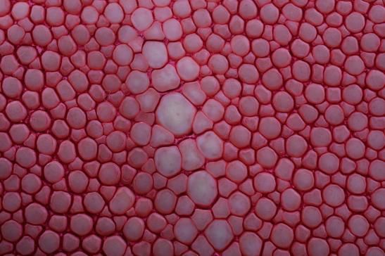 今天请允许我“皮”一下